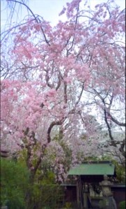 Mr. Tambourine Man 431